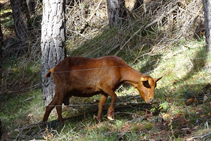 Cabras pastando en los bosques del Mas Lladré.