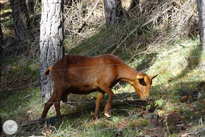 Matamala y Les Llosses por antiguos caminos de herradura 1 