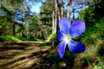 Flor de lino en la sierra del Catllaràs.