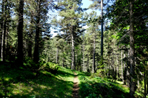 Sendero hacia la fuente del Llop.