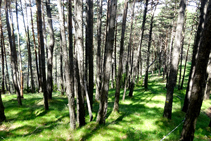 El bosque de pino rojo en el collado del Tosquer.