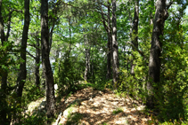 El robledal de la sierra del Mill.