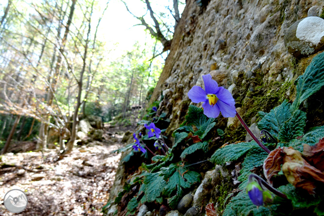 La Olla de Sant Julià de Cerdanyola 1 