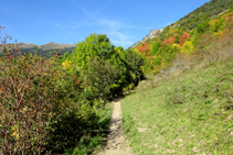 Bosques de árboles caducifolios.