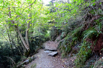 Bosque a orillas del Garona.