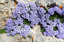 Globularia menor o de roca (<i>Globularia cordifolia</i>).