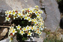 Arrocillo de los muros (<i>Sedum brevifolium</i>).