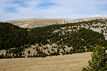 Bosque subalpino bajando hacia el prado Piquer.