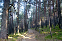 Bosque de coníferas de Sant Joan.