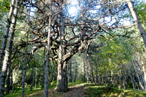 Pino rojo en el cruce de Romadriu.