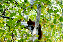 La ardilla, uno de los habitantes del bosque.