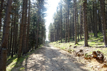 Pinar de pino negro en la Culla.