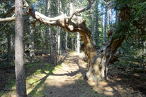 Árboles viejos en el bosque de la Culla.