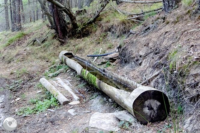 Por los bosques de Sant Joan de l