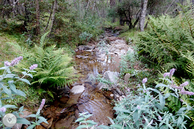 Por los bosques de Sant Joan de l