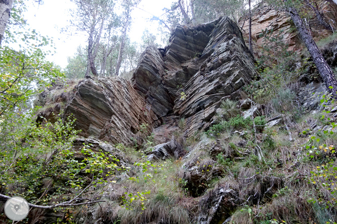 Por los bosques de Sant Joan de l