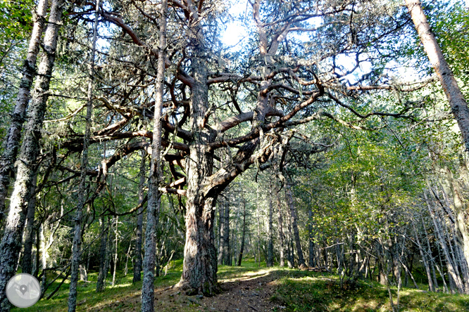 Por los bosques de Sant Joan de l