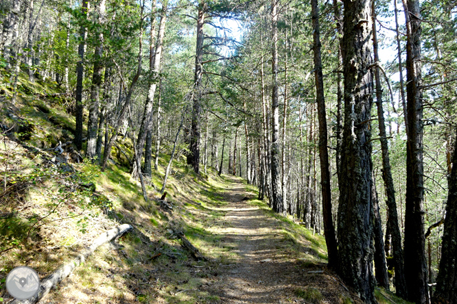 Por los bosques de Sant Joan de l