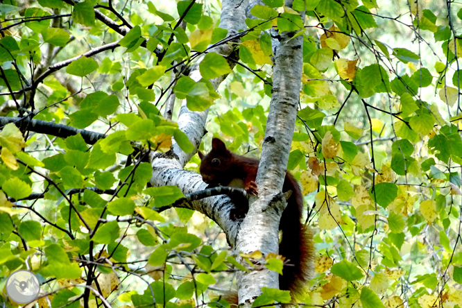 Por los bosques de Sant Joan de l