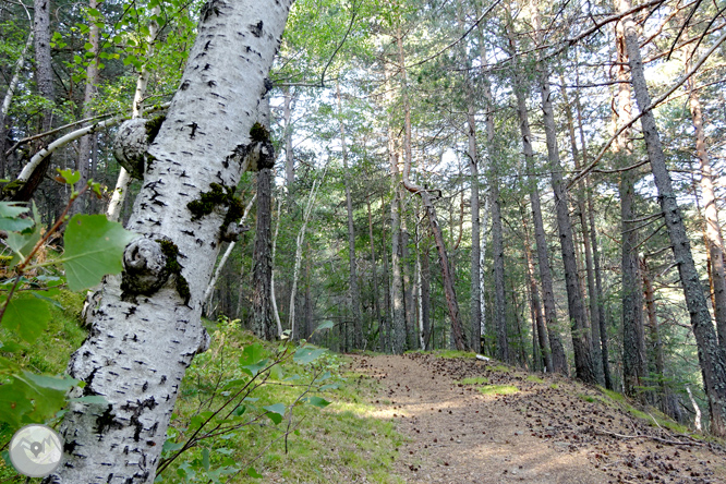 Por los bosques de Sant Joan de l