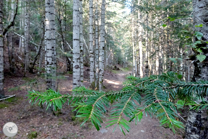 Por los bosques de Sant Joan de l