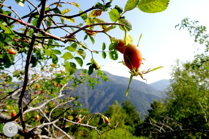 Por los bosques de Sant Joan de l