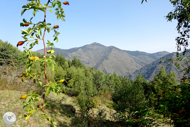 Por los bosques de Sant Joan de l