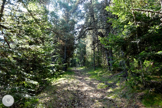 Por los bosques de Sant Joan de l