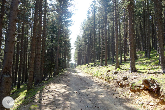 Por los bosques de Sant Joan de l