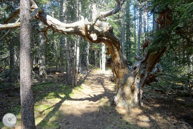 Por los bosques de Sant Joan de l