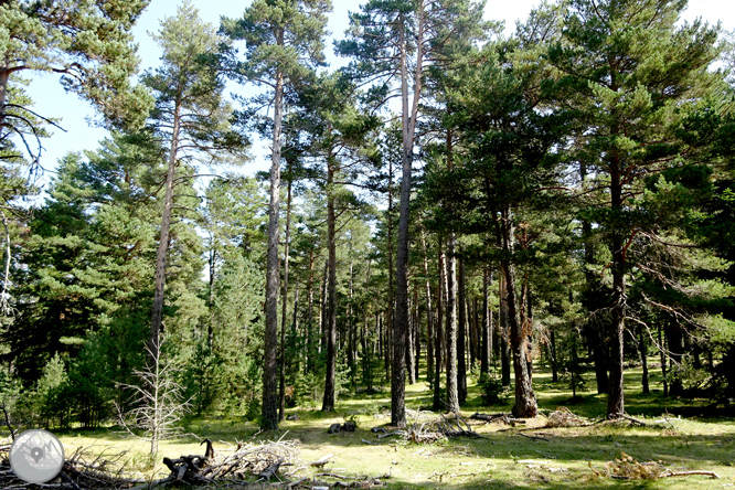 Por los bosques de Sant Joan de l