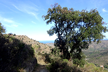 El camino antiguo que comunicaba la Selva de Mar con Sant Pere de Rodes.