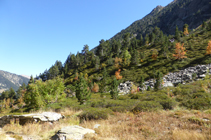 El bosque de pino negro y árboles caducifolios teñidos de otoño.