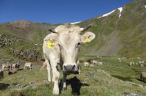 Vacas pastando en el circo de los Meners.