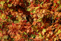 Hojas de serbal de cazadores, en pleno otoño.