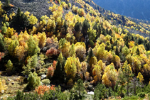 Bosque de abedules.