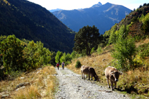 Después del refugio de Sorteny, bajamos cómodamente por la pista hasta el aparcamiento del Parque Natural.