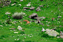 Grupo de gamos pastando en los alrededores de Sant Maurici.