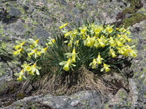 Narciso de montaña (Narcissus pseudonarcissus) en el valle de Pédourrés.