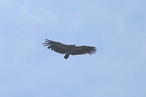 Un buitre sobrevolando la cima del Ori.