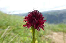 Nigritela negra, una orquídia típica de los pastos, de floración estival.