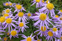 <i>Aster alpinus</i>, una bonita flor típica de los prados de sustrato calcáreo.