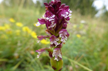 Orquídea manchada, otra especie típica de los prados.