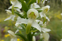 El satirión blanco, una bonita orquídea de flores con olor a vainilla.