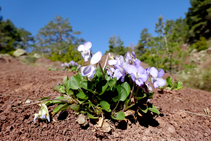 Violas camino al collado de Reineres.