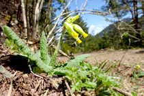 Prímula en el pinar de pino rojo.