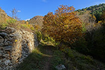 Muro de piedra seca y nogal.