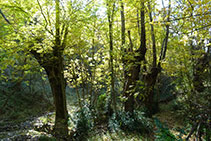 Fresnos en el arroyo de Feló.