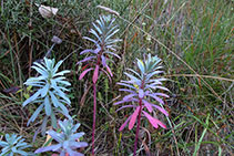 Lechetrezna o euforbio mediterráneo (<i>Euphorbia characias</i>).