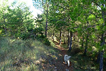 El tramo de sendero por bosque antes del lomo.